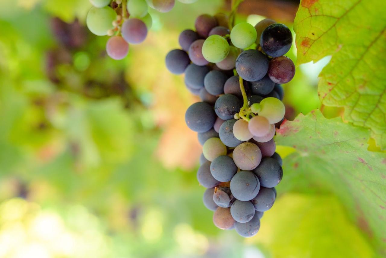 Quinta De Vila Nova - Agroturismo มองเซา ภายนอก รูปภาพ